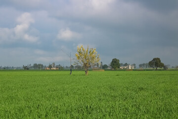 Effective water management concept - A wheat field with a tree in the middle and clouds in the background.
