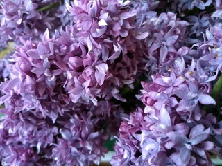 Obraz premium close up of lilac