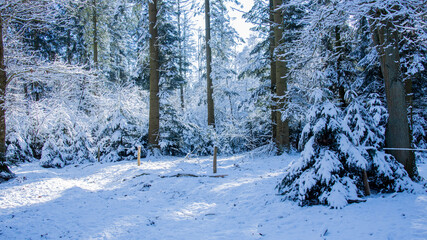 forest in winter