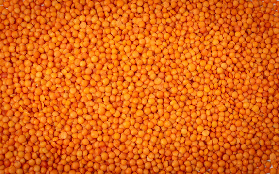 Raw Dry Lentils, Lentil Grains, Dal, Daal, Dhal, Masoor