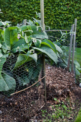 Organic compost in the permaculture farm  - sustainable food forest production.