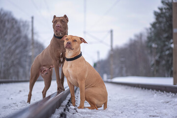 Portrait of two purebred American Pit Bull Terriers on a railroad track in winter.