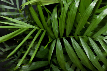 Fototapeta na wymiar Palm leaves close-up, black background. Dipsis is a houseplant.