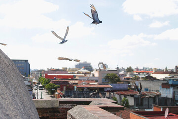 grupo de palomas volando de la torre de una iglesia.