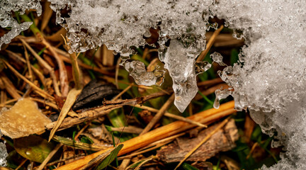 Close-up of ice drop on the plant at winter time. Colorful detail macro horizontal shot.