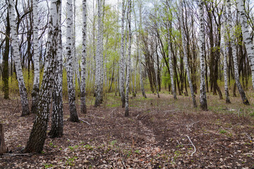 Obraz premium Birch grove on spring day