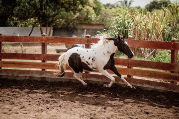 training and taming a young foal horse