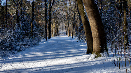 forest in winter