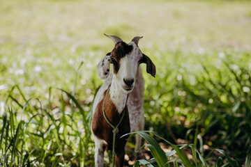 Obraz premium funny goat in the grass