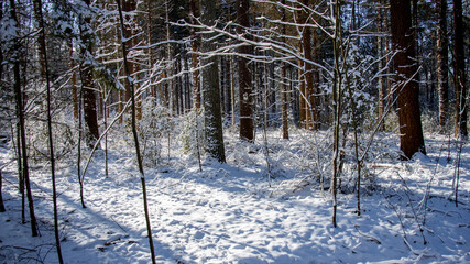 forest in winter