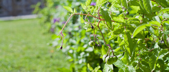 Violet flowers of the purple potato plant in the vegetable garden -  Violette variety