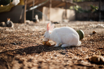 adorable bunny rabbit eating on the ground