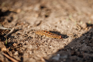fire caterpillar on the ground