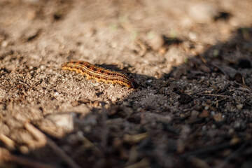 fire caterpillar on the ground