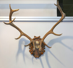 Antlers at Wall