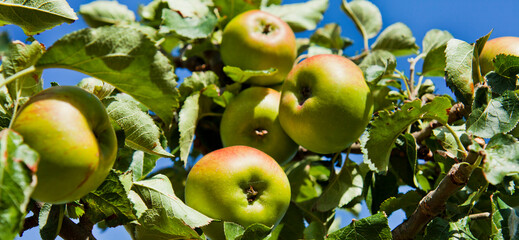 Apple trees with fruit in the orchard.