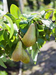 Pear tree  - Pyrus communis 'Conference' with green ripe delicious fruit ready for harvest in orchard. Food forest,  Permaculture garden.