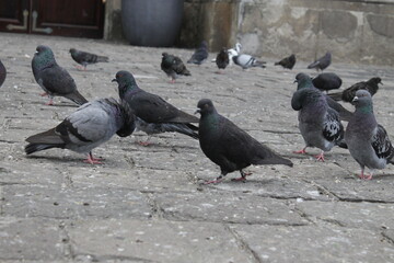 Grupo de palomas en la entrada a una iglesia.