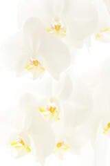 Fototapeta na wymiar Branch of white Moon orchids. Close up of white orchids on light background. Moon Orchid flower on blur background in composition with copy space. vertical image
