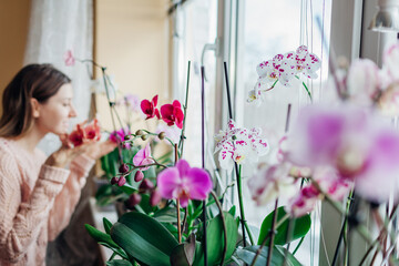 Young woman smelling blooming orchids on window sill. Housewife taking care of home plants and flowers. Hobby