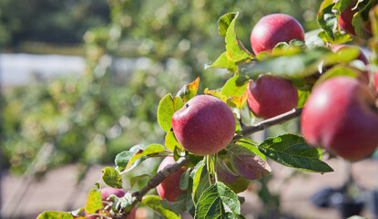 Bloody Ploughman apple tree with red fruit ready to harvest on the orchard farm.