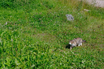 cat in the green grass in summer