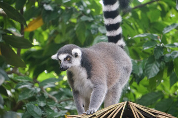 Ring-Tailed Lemur Stock Photo Stock Images Stock Pictures