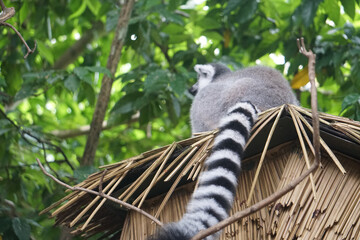Ring-Tailed Lemur Stock Photo Stock Images Stock Pictures