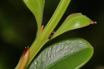 ant on leaf