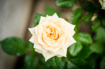 single yellow rose, yellow rose with raindrops, flowers after rain in the garden, fresh rose close-up, corispace, place for text