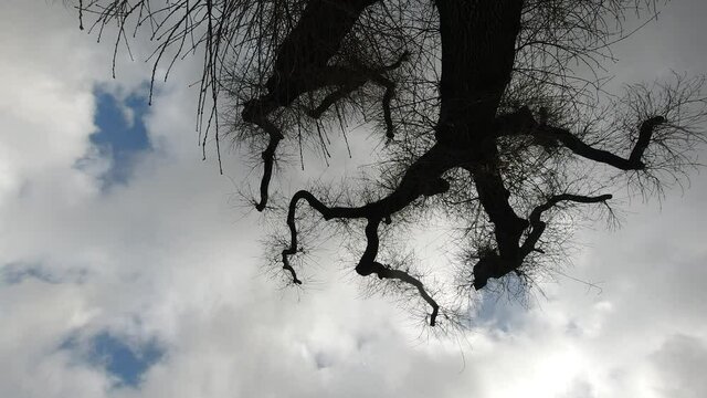 Timelapse albero e nuvole in 4k