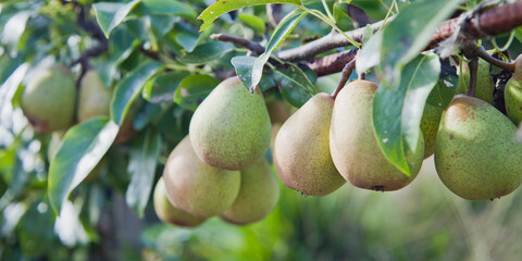 Beth Pear tree -  is an excellent early-season pear tree with juicy sweet fruit.