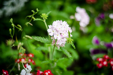 red and white flowers, flowers after rain in the garden, fresh rose close-up, corispace, place for text