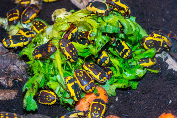 African garden fruit chafer bugs are eating lettuce