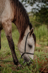 beautiful equine horse mangalarga on the fields
