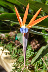 flower in the garden