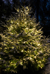 Lighted Christmas tree in winter