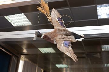 Open Wings Wild Goose