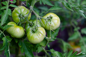 Tomatoes ripening in the greenhouse. 