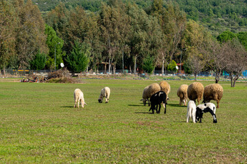 Obraz premium Sheeps in a meadow on green grass