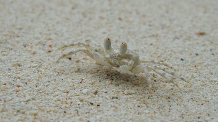 a crab on Mahe Island, Seychelles, October
