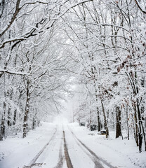 Obraz premium Winter road snow covered trees