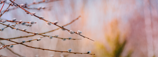 Spring branches of pussy willow on colorful blurred background. Beautiful panoramic scenery