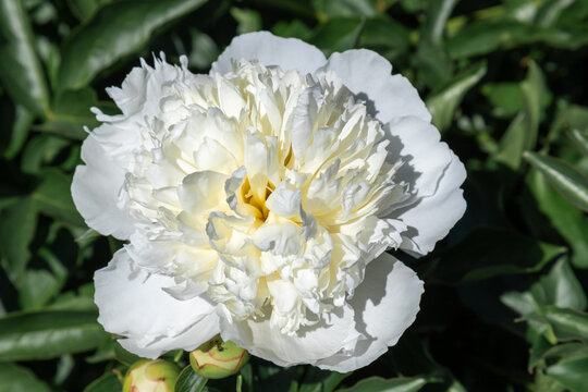 White flower peony flowering