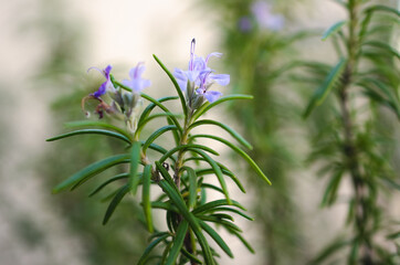 Rosemary flower blooming in the bush.