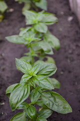Basil plant in the garden. Fresh herbal basil plant. Fresh green leaves of thai basil. Cooking seasoning. Italian cuisine herb.
