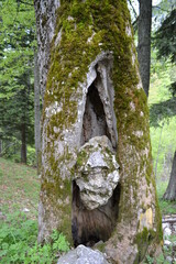 caillou prisonnier dans le tronc d'un arbre