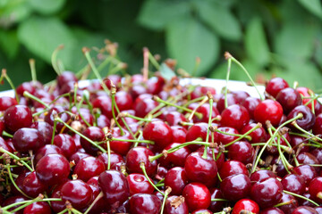 Cherry organic berries harvest. Fresh cherries for jam, juice, smoothie, compote, desserts and cakes. Organic fruits in the village.