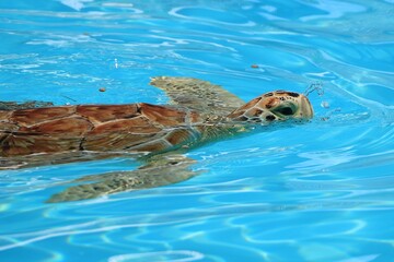 Florida Keys, Florida, United States. A injured sea turtle is hospitalized inside the Turtle hospital on Marathon island.