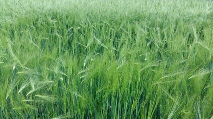 young barley